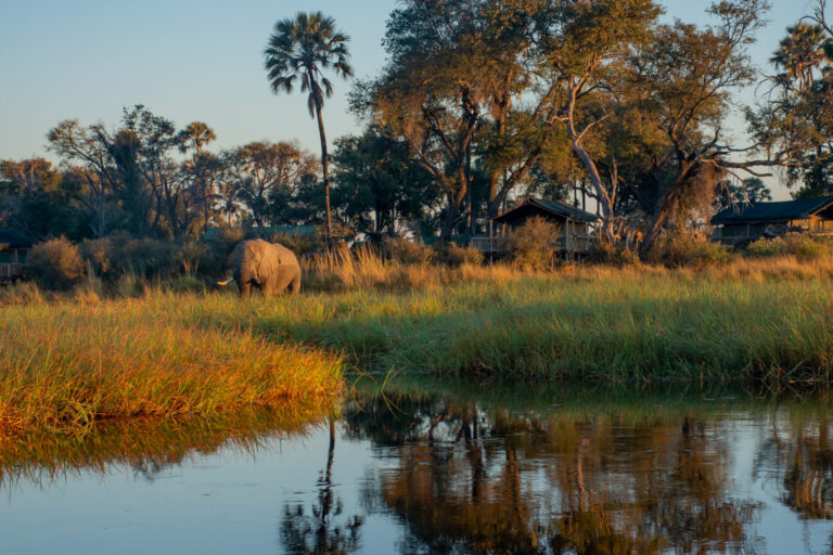 Elephant grazing near the water at Moremi Crossing with trees and lodge buildings behind.