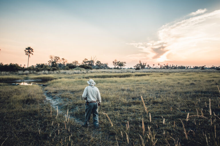 Safari guide walking through tall grass during sunset in the Okavango Delta.