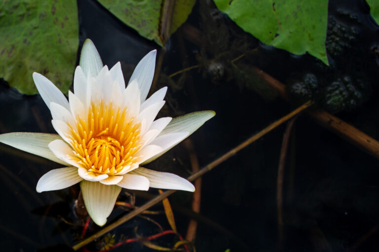 White water lily with yellow center floating on dark water among green leaves.