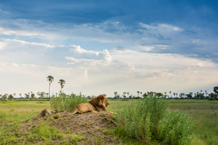 Male lion resting on grassy mound in the Okavango Delta.