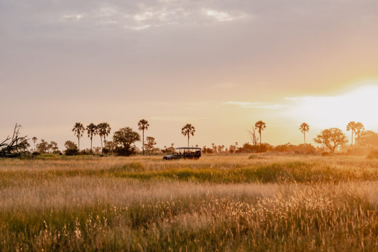 Sunset over tall grass and palm-dotted floodplains near Moremi Crossing in the Okavango Delta.