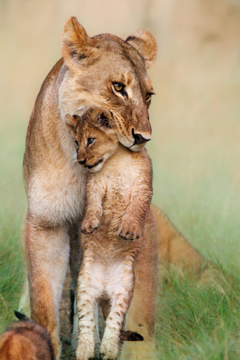 Lioness embracing her cub in the grasslands near Mma Dinare Camp.