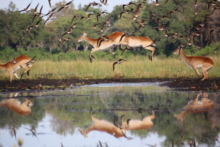 Red lechwe antelope jumping through shallow water with birds flying at Kwara Camp.