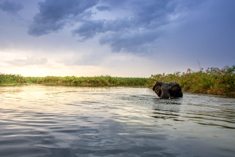 Elephant wading through the waters of the Okavango Delta at sunset.