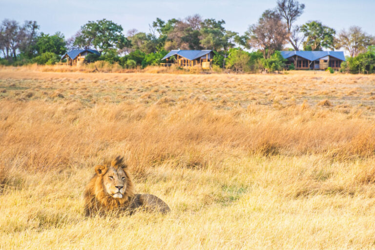 Two male lions standing in golden grassland of the Okavango Delta.