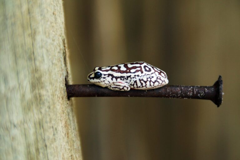 Small white and brown patterned reed frog sitting on a nail.