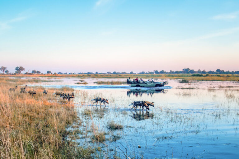 African wild dogs crossing a flooded plain while tourists observe from a boat.