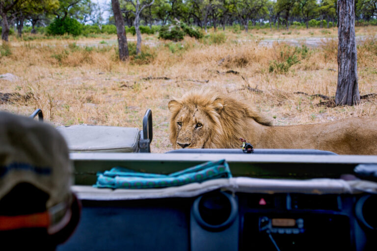 Lion walking close to an open safari vehicle during a game drive.