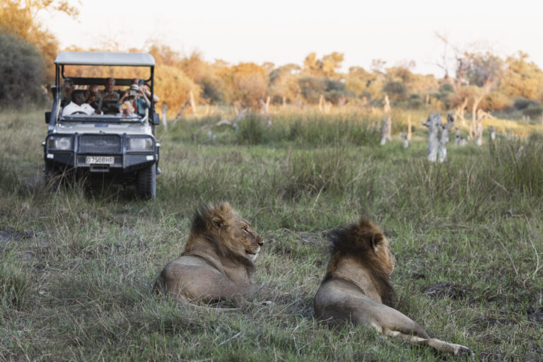 Two male lions resting in the grass as a safari vehicle with tourists approaches for a close wildlife viewing.