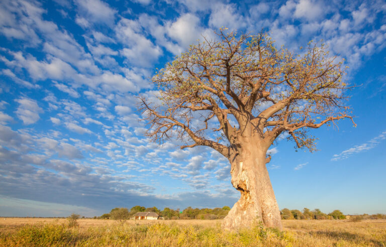 Large baobab tree standing in the golden grasslands of Nxai Pan National Park.