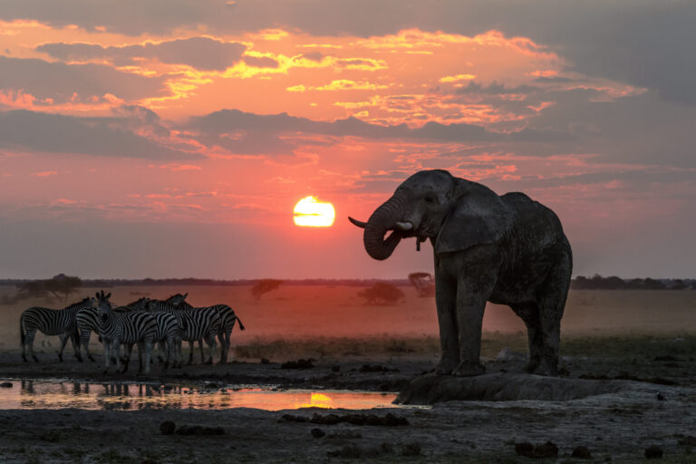 Elephant and zebras drinking at a waterhole during sunset in Nxai Pan National Park.