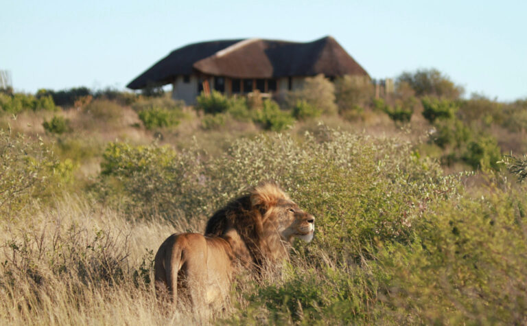 Male lion resting in the grass near the lodge at Tau Pan Camp.