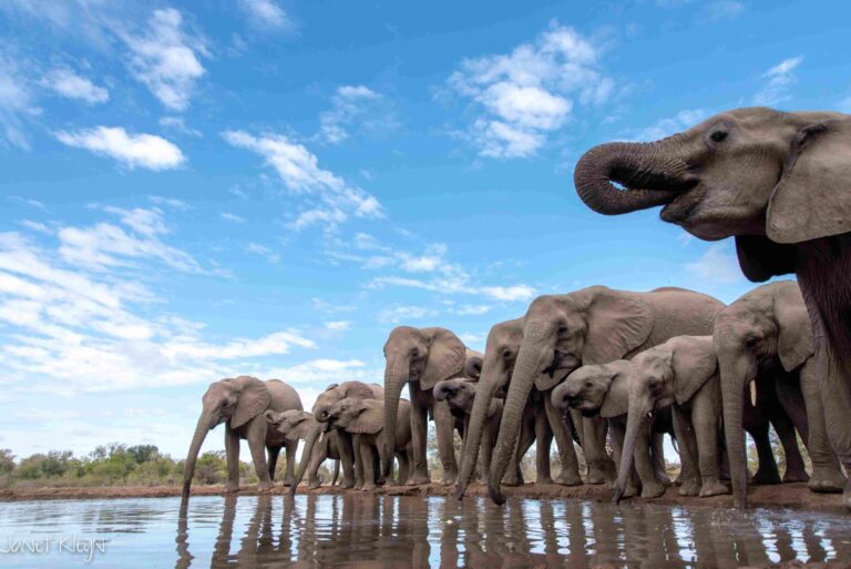 Heard of elephants drinking at the waterhole in Mashatu´s Land of Giants.