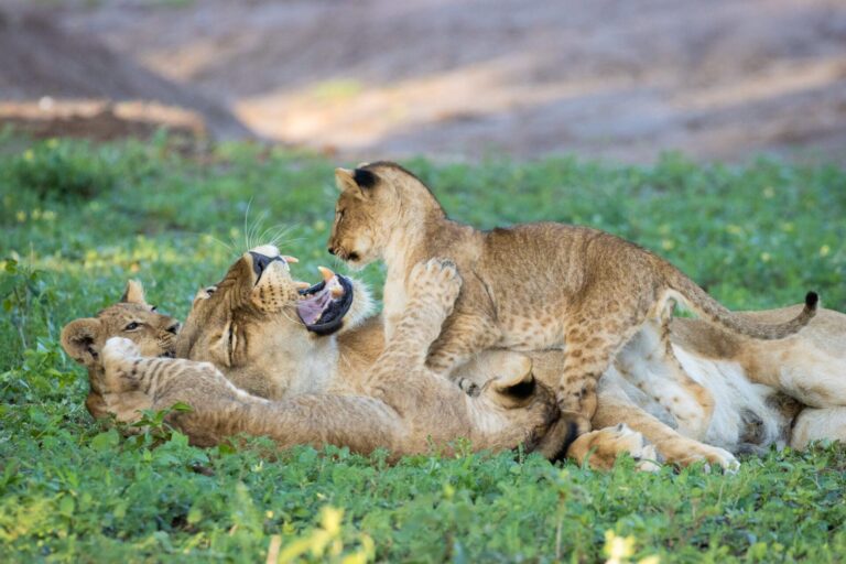 Lioness playing with her two cubs in Mashatu Game Reserve.