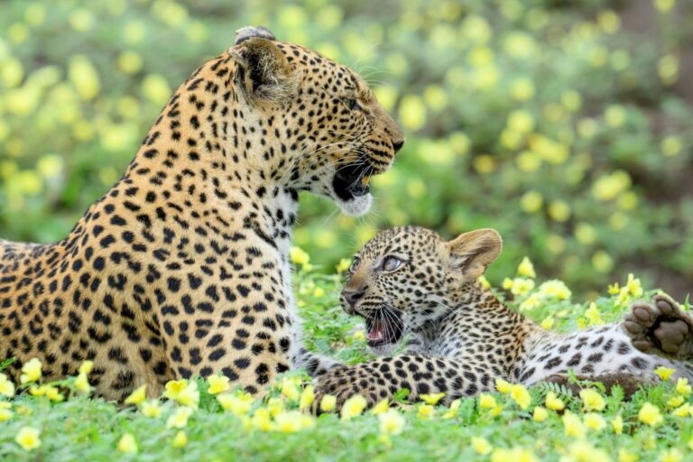 Leopard mother and cub in Mashatu, the Land of the Leopard.