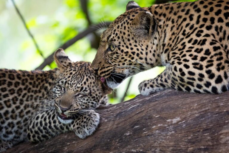 Leopard taking care of her cub in Botswana´s norther Tuli Block.
