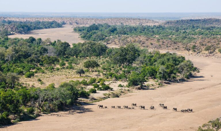 Elephant heard crossing the dry Limpopo River bed.
