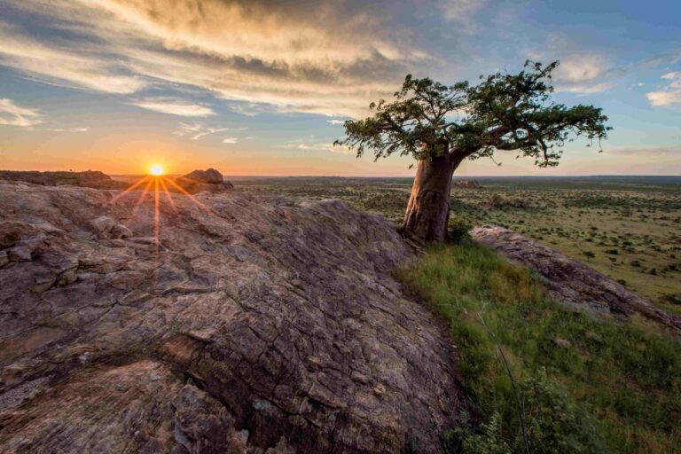 Baobab tree as sunset over Mashatu Game Reserve, Botswana.
