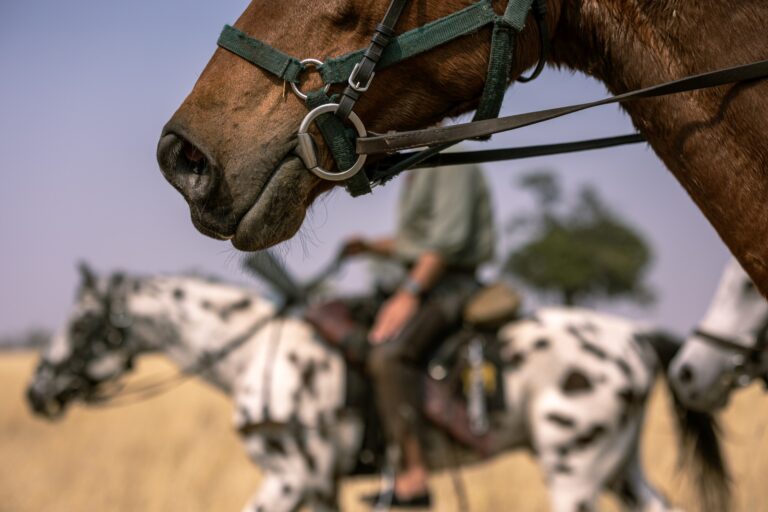 Horses with bridle and halter riding through grasslands in Botswana.