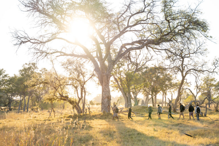 Safari group walking through trees in morning light at Four Rivers Camp.